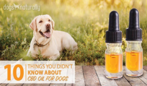 Five medical condition pet CBD can help with