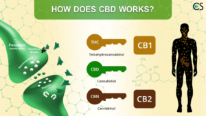 CBD and How Does It Work