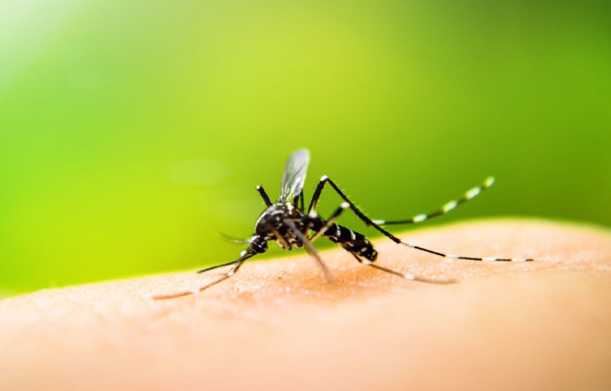 Vetorcide’s Efforts To Prevent Malaria
