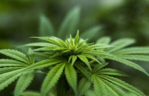 Strawberry cough strain