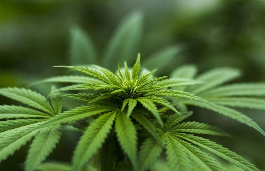 Strawberry cough strain