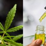 Difference Between Vijaya Extract and Vijaya Extract Tincture.