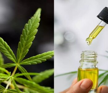 Vijaya Extract and Vijaya Extract Tincture.
