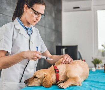 veterinarian in Northbridge
